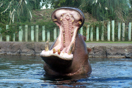 El hipopotamo, otro animal protagonista del bioparque.