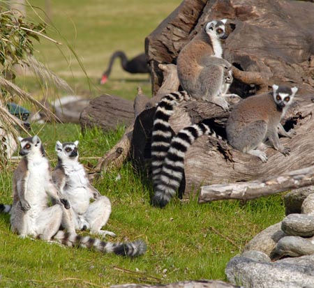 imagen Famosos por las películas y oriundos de Madagascar, los lémures animan las vacaciones en Temaikèn.