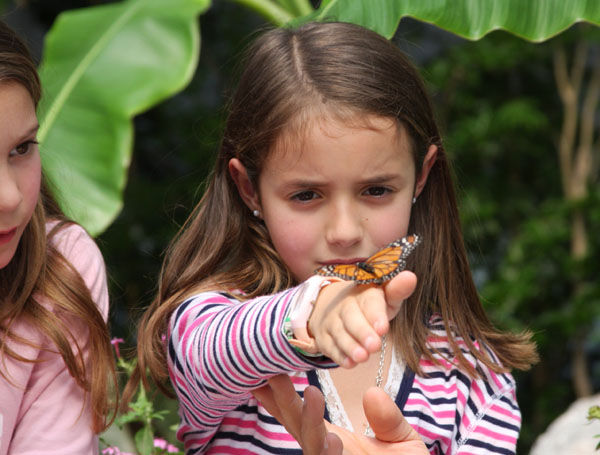 imagen Las mariposas, un nuevo atractivo para chicos y grandes en Temaikèn.
