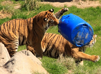 Los chicos podrán preparar los alimentos y conocer los secretos del cuidado de los tigres y otros animales.